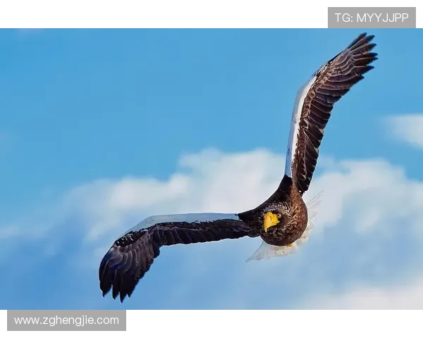 飞鹰翱翔赤狼隐匿:亚平宁绿茵传奇生物谱系探索 飞鹰翱翔赤狼隐匿:亚平宁绿茵传奇生物谱系探索
